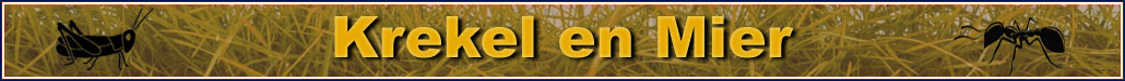 Bericht pic krekel en mier
